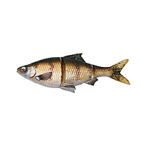 Savage Gear 3D Line Thru Gizzard Shad Savage Gear 3D Line Thru Gizzard Shad