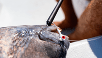 Bubba Large Hook Extractor