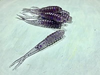 True North Baits - Spikes True North Baits - Spikes