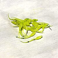 True North Baits - 'Lil Swimmer True North Baits - 'Lil Swimmer
